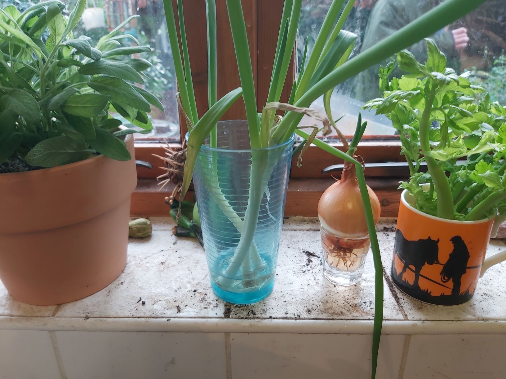 Growing veg indoors