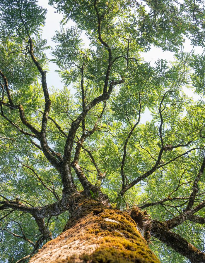 A tree